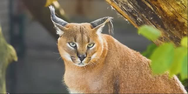 Мир живой природы и дикие животные в природе.