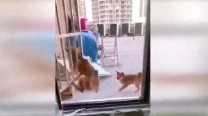 СМЕШНЫЕ МОМЕНТЫ С КОТЯТАМИ