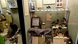 Растём вместе с Нильсом Зоологичнский музей МГУ