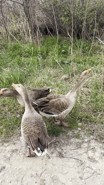 Гусу-гуси ГА-ГА-ГА