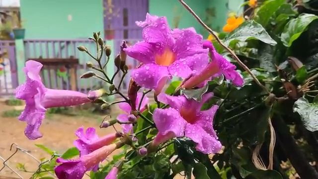 Я готовлю богатое тушеное мясо свинины с белым рисом, и мы наслаждаемся им с голубыми лепешками