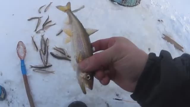 КАК КОРЮШКА СТАЛА КЛЕВАТЬ!НАКИДАЛ БЫСТРО В САНИ И ДОМОЙ!