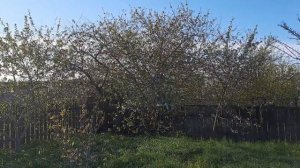 25. 04. 26 #сад #огород #влоговый