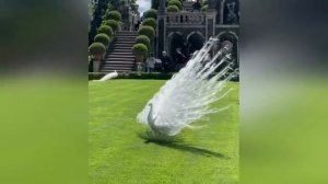 Смешные видео с хомяками: милые и забавные моменты животных