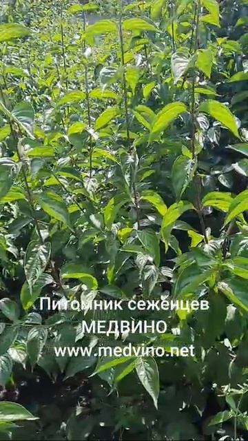 Саженцы кизила на продажу Ссылка на сайт с ассортиментом в комментариях