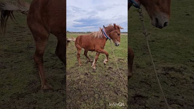 Подбор лошади для подписчика сергея