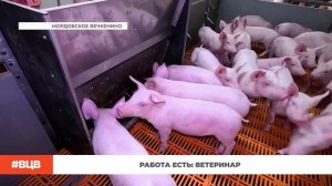 Работа есть: ветеринар! \ В центре внимания - 29 (24.04.2026)