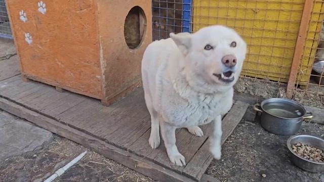 Привязали к столбу на морозе…, щенков забрали, а она осталась! | Римма