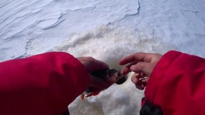 Вот это рыбалка!!!🐬Клевало как заговорённая) Моя любимая мормышка с брюликом спасла всю рыбалка))