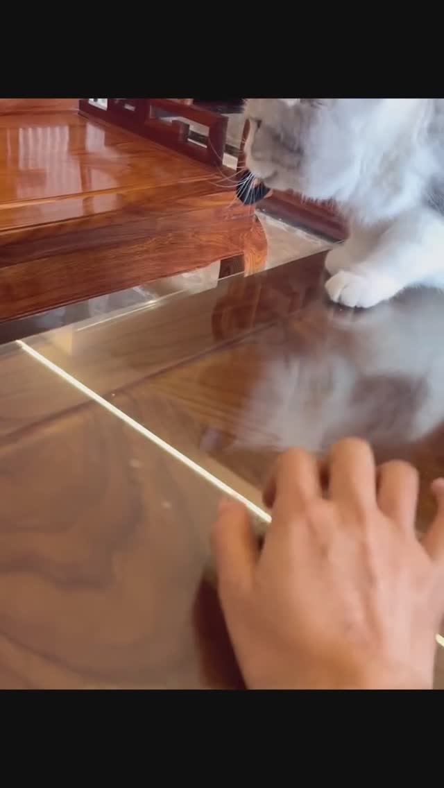 у котиков отличная реакция