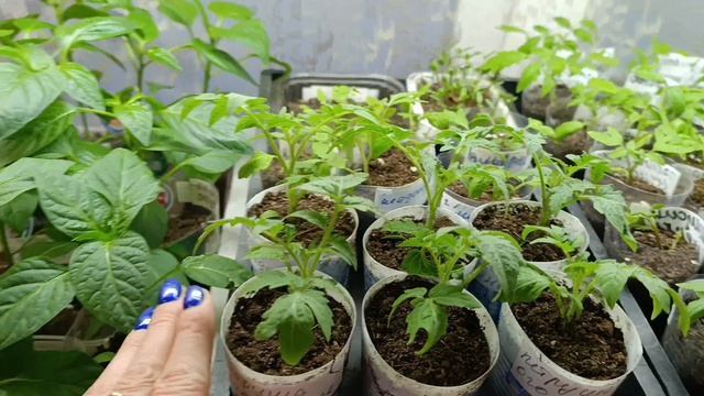 Сибирь. Рассада 🍅 ещё на стеллажах. 24 апреля 2026.