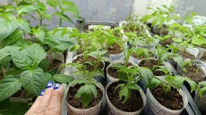 Сибирь. Рассада 🍅 ещё на стеллажах. 24 апреля 2026.