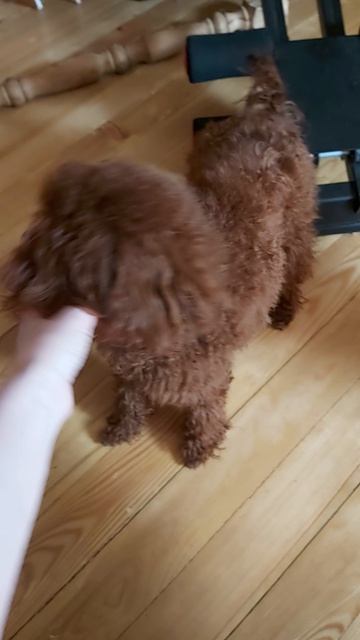 Тедли тикап  МимиМишка