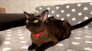 Котята питомника кошек  БАГСИ