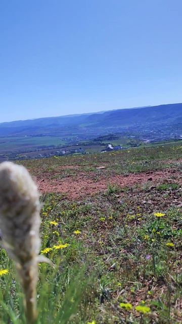 Дикие цветы крыма, возле Братской могилы бойцов 318-й Новороссийской стрелковой дивизии.