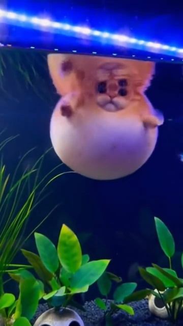 котик в аквариуме