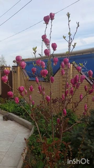 Магнолия Рустика Рубра