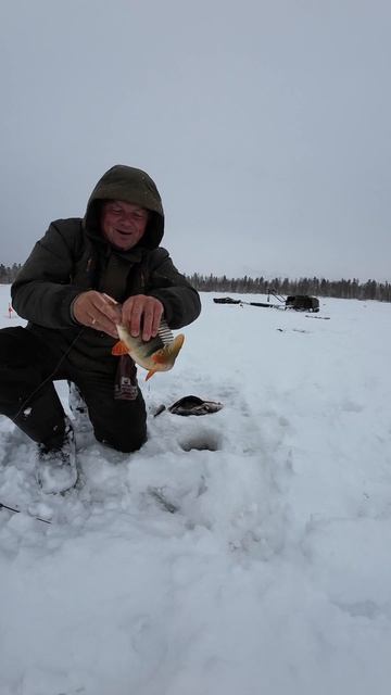 23.04.26 Окунь на гвоздь
