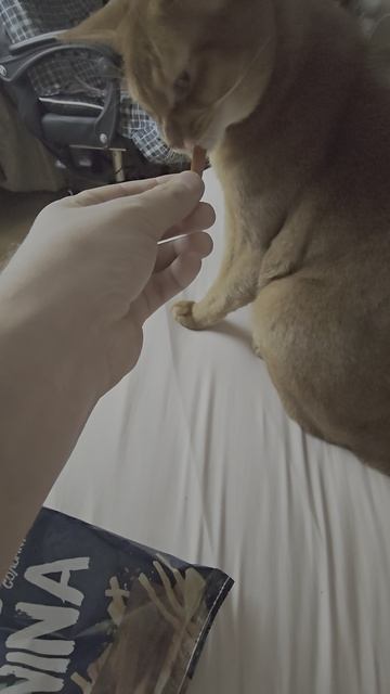 Абиссинец Бакс - Перцовый дисерт