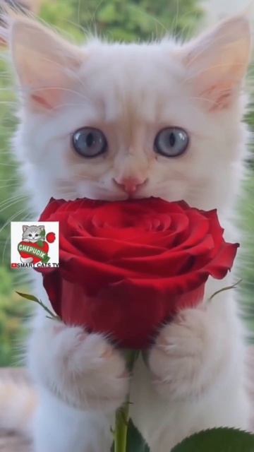 Королева Настюня теперь Всех своих Любимых Зрителей Любит ещё Сильней ❤️🌹😻👑💋 #кошка