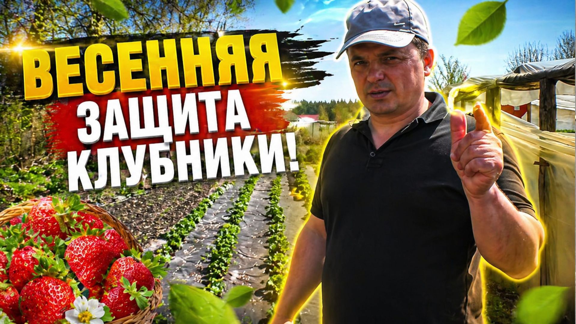 Первая весенняя обработка клубники — чем спасти клубнику от болезней и насекомых