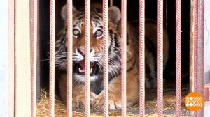 Спасите тигра! Доброе утро. Суббота. Фрагмент выпуска от 25.04.2026