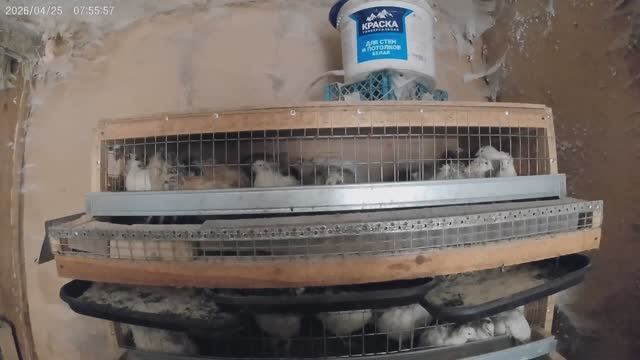 Утро начинается.Заяц снова ушел в бега.