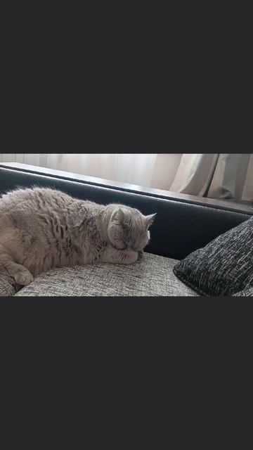 Pov: кошка когда услышала стук