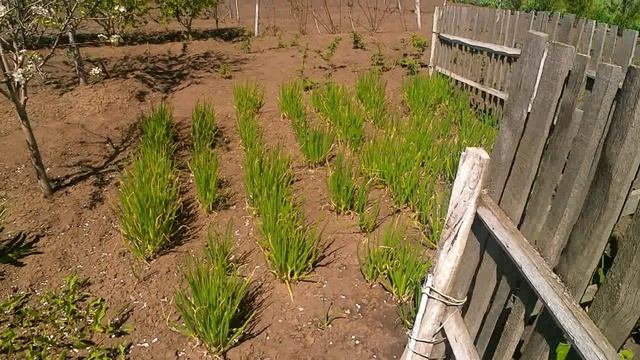 Огород в цветах весной!