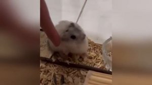 Смешные видео с хомяками: милые и забавные моменты животных