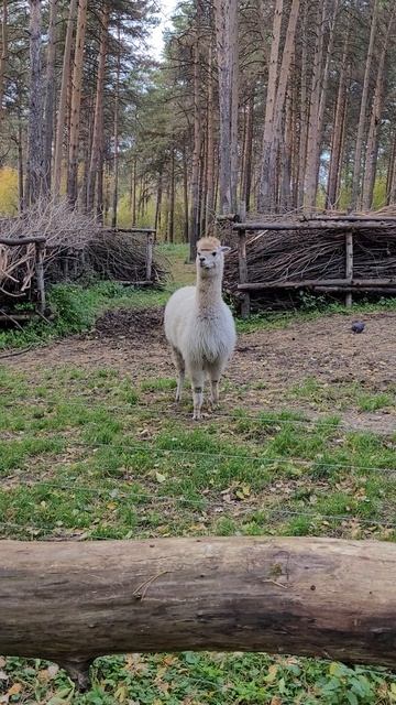 Очаровательный питомец на диване #собаки #питомцы #кадры