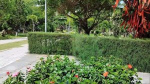 Цветы в парке!Вечное лето!