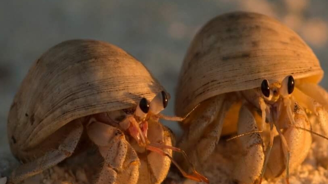 мой новый питомец Хелена Рагата