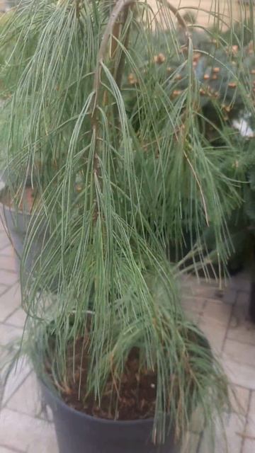 ❤🌲Сосна Пендула Энжел Фоллс 
✔Продажа растений в макс и телеграм канале: Https://t.me/love_is_hvoiny