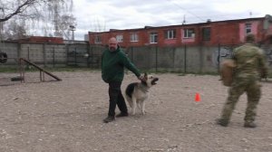 ПРК Бойкая Стая Шерстяной Зевс Громовержец