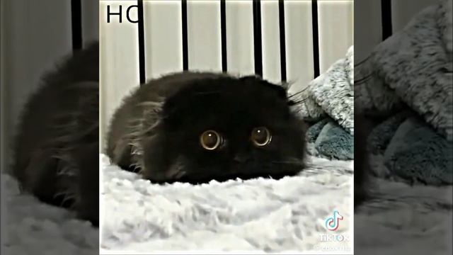 как людишки иногда-а-а видео не моё просто поверьте мне кошки это то что нужно когда грустно