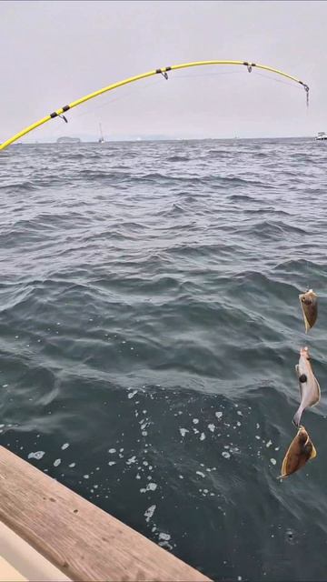 Морская рыбалка во Владивостоке #dvacapitanavl #морскаярыбалка