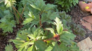 Прошлась по саду 🌺🌿🌺🌿🌺 пионы в бутонах🌿