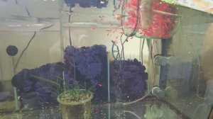 Малахитовых Гуппи и Тернецию на нерест. Пересадил малька тернеции