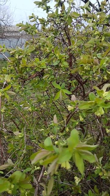 1000016208.mp4ЖимолостьДача 2026г.  25.04.2026г.