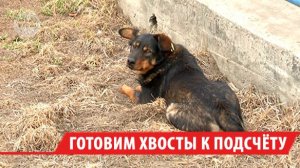 Перепись хвостатого населения провели в Иркутском округе