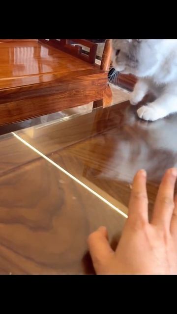 у котиков отличная реакция