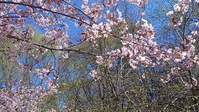 Москва 25.04.06  Сакура цветет