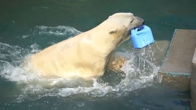 Белый медведь Кай получил в подарок канистру, немного поплавал с ней и забросил на сетку.