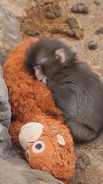 video_16148235618866.mp4