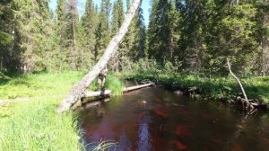 Рыбалка на малой реке. Ультролайт на таёжной реке