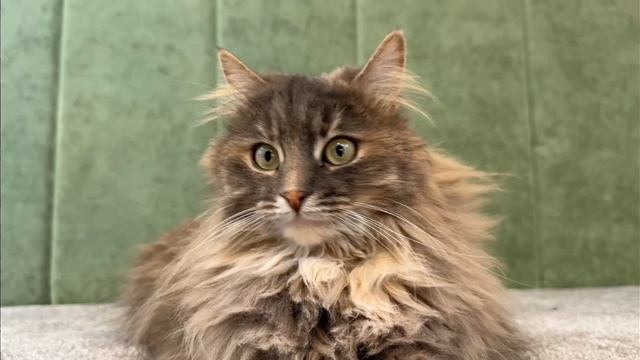 Анука давайка