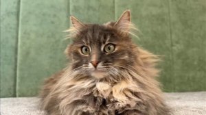 Анука давайка