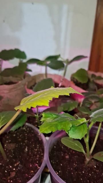 Как выглядит моя рассада?!😎👀🌱🪴🤗