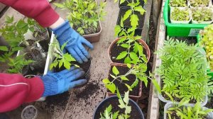 Работа с рассадой полным ходом.